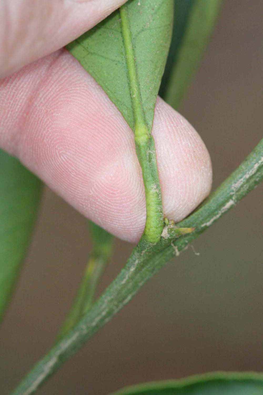              Petiole (Riverside, CA)       